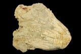 Fossil Crinoid (Zeacrinites) - Alabama #122385-1